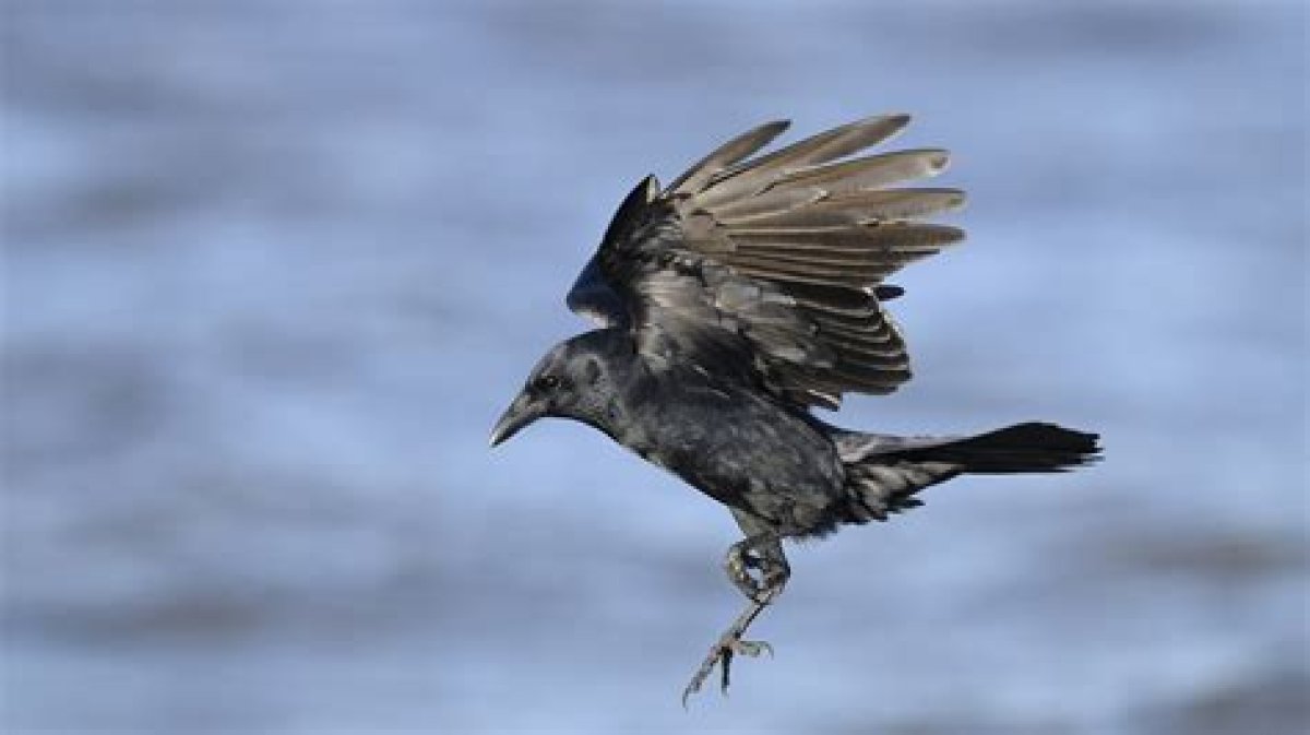 Do Crows Fly in Snow? Celebrity |